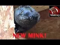 AWESOME New Hunting Mink!