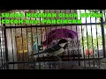 Download Lagu SUARA KICAUAN Glatik HUTAN, Sangat COCOK Buat PANCINGAN