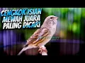 Download Lagu CENGKOK ISIAN MEWAH JAWARA - MASTERAN KENARI ISIAN BLACKTHROAT GACOR IDAMAN PEMAIN