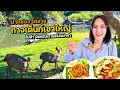 Lagu ผัดหมี่โคราช ส้มตำ กางเต็นท์เขาใหญ่ - ปากช่อง