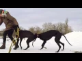 Хортая Борзая - Все о породе
