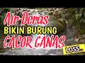 Download Lagu MAKIN GACOR‼️ Suara Air Bikin Burung Nyaman \u0026 Rajin Bunyi - 1 Jam Terapi Burung Macet Bunyi \u0026 Stres