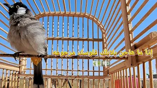 تغريد بلبل فحل لتجهيز الإناث للتزاوج ولفتح البلابل الغافله دندنها