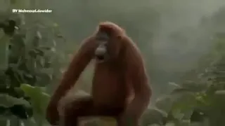 ياسعود العلي عذبني     دعمكم دندنها