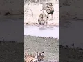 Download Lagu TAK TERDUGA !! Singa Dan Harimau Berebut Untuk Memangsa Buaya #shorts