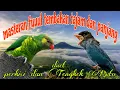 Download Lagu Fuuul tembakan tajam 🔥🔥 perkici dan Tengkek Buto