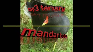 mp3 mandar batu prok pelan terbaru