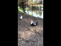 Duck behavior
