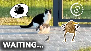 The Birds Are Bullying Our Cats