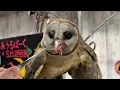 Japan's Special Owl Cafe! | Owl park Tokyo🦉