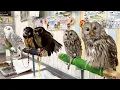 Download Lagu Het speciale uilencafé van Japan! | Owl park Tokyo🦉