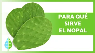 BENEFITS of NOPAL PRICKLY PEAR Properties Uses and How to Take It