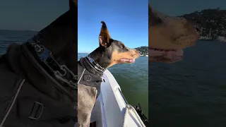 #Fyp #dream #doberman #pets #YouTube