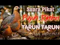 Download Lagu SUARA PIKAT PUYUH TARUN-TARUN / BENIYOL / PUYUH RIMBA / PUYUH HUTAN 100% GANAS. BUKTIKA..!!!