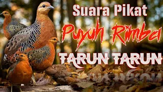 Download SUARA PIKAT PUYUH TARUN-TARUN / BENIYOL / PUYUH RIMBA / PUYUH HUTAN 100% GANAS. BUKTIKA..!!! MP3