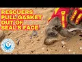 Rescuers Pull Gasket Out Of Seal s Face
