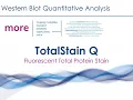 TotalStain Q for Total Protein Normalization Azure Biosystems