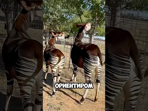 А вы знали кто такие окапи и при чем тут жираф? 🦒 #животные #милыеживотные