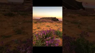 ربابه يالترف بالله علي شوي 