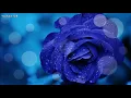 kpop [8090] ♬   백만송이 장미 [1997年] (One million roses)  - 심수봉 (Sim soo-bong)  [Eng sub]