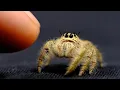 Breeding the World s Biggest Jumping Spider
