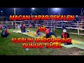 Download Lagu MACAN LAPAR PEKALEN VS KLEBUN MURGUNUNG 