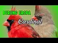 Download Lagu Burung Eropa, Kardinal Isian Mewah Murai Batu