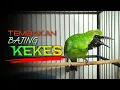 Download Lagu 🔴 TEMBAKAN BAJING KEKES || MASTERAN CUCAK IJO GACOR AUTO BONGKAR ISIAN