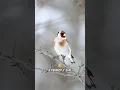 Download Lagu Goldfinches Have the Smartest Survival Strategy!