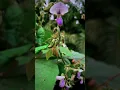 Download Lagu Cinematic Aesthetic kacang koro pedang #shorts #cinematic #aesthetic #nature