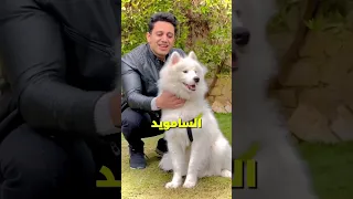 أجمل   كلاب في العالم   رقم   خرافي  دندنها