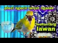 Lagu Pleci Ngecir + Ngecall + Ngalas Menantang Lawan