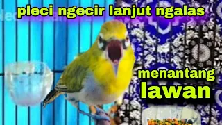pleci ngecir ngecall ngalas menantang lawan