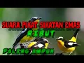Download Lagu Suara pikat burung sikatan emas ribut mp3