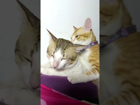 😺🐈😍  #cat #轻漫计划 #猫咪