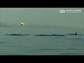 Orcas filmed from drone: Killerwhales at the Lofoten Islands