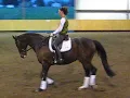 Max:  14 y/o dressage warmblood for sale $1.00