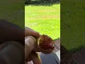 Download Lagu Manis, beri, dan asam? Ara Barran adalah jawabannya! #ara #kebun #berkebun #buah #ara