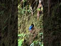 Download Lagu Burung cekakak jawa masuk sarang - Pegunungan Menoreh Kulon Progo