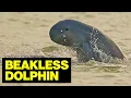 Download Lagu In Search Of The World's RAREST Dolphin