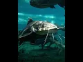 The Catfish The Fish with the Most Teeth