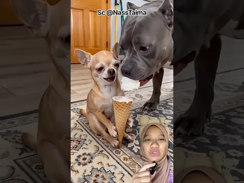 ESKRIMNYA DI HABISIN SEMUA ‼️😱🤣 Sc: NassTaima