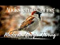 MASTERAN GEREJA TARUNG !! Suara Jernih Ocehan Garing Lagu dan cengkok ajib