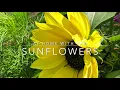 Sunflowers - At Home with Pam - Season 2 Episode 4 🌻🌞🍃