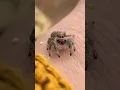 Have you met Honey