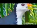 Download Lagu TIẾNG CHIM QUỐC MỚI CHUẨN NHẤT