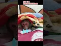 Download Lagu Monkey is angry with sister and crying #monkeybaby #cute #cutemonkey
