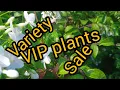 Lagu VIP  plants/etavum vilakkuravil
