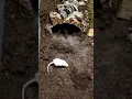 Big spider (tarantula) versus mouse (Theraphosa Blondi)