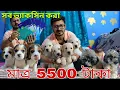 Lagu মাত্র 5500 টাকা দিয়ে শুরু কুকুর ছানা!! All puppy vaccination done!! Dog market in Kolkata!!beagle